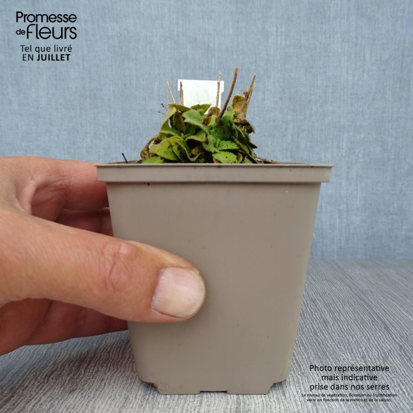 Spécimen de Arabis blepharophylla Frühlingzauber - Arabette de Californie Godet de 8/9 cm tel que livré en été