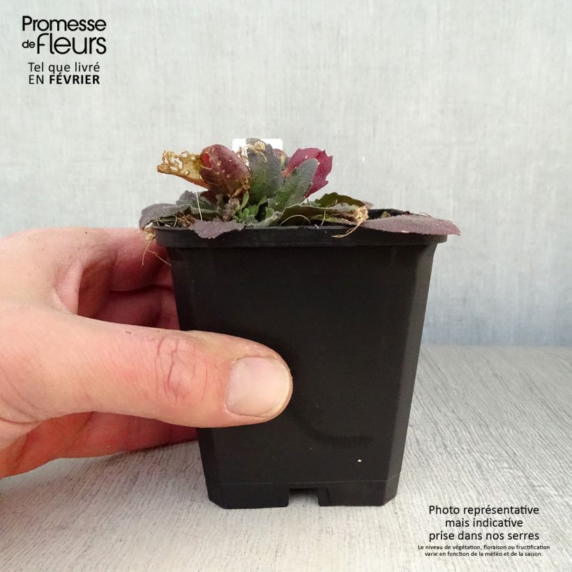 Spécimen de Arabis blepharophylla Frühlingzauber - Arabette de Californie Godet de 8/9 cm tel que livré en hiver
