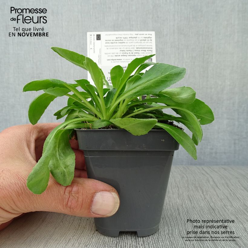 Spécimen de Arabis blepharophylla Godet de 8/9 cm tel que livré en automne