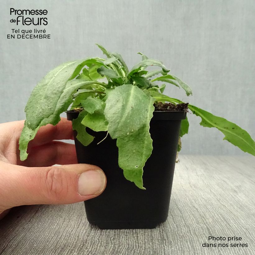 Spécimen de Arabis blepharophylla Godet de 8/9 cm tel que livré en hiver