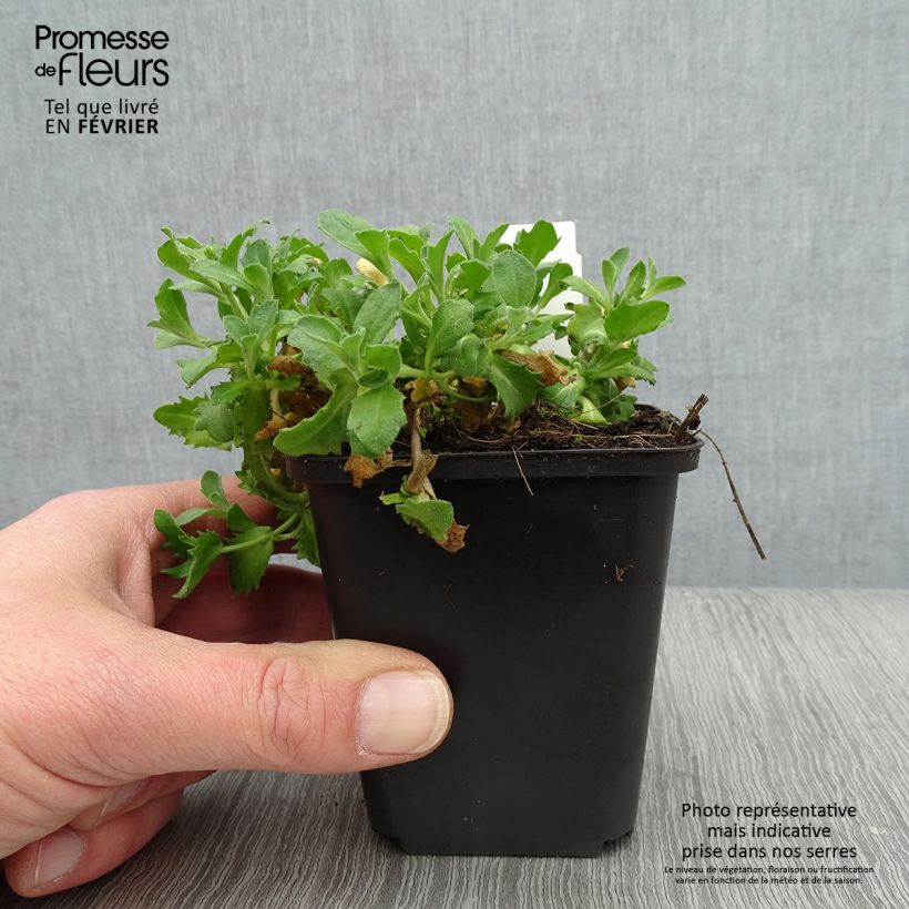 Spécimen de Arabis caucasia Hedi - Arabette du Caucase Godet de 8/9 cm tel que livré en hiver