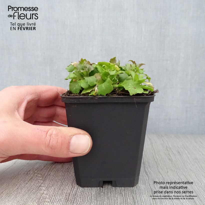 Spécimen de Arabis caucasica Pinkie - Arabette du Caucase Godet de 8/9 cm tel que livré en hiver