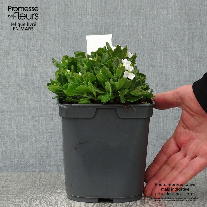 Spécimen de Arabis caucasica Alabaster Pot de 2L/3L tel que livré en hiver