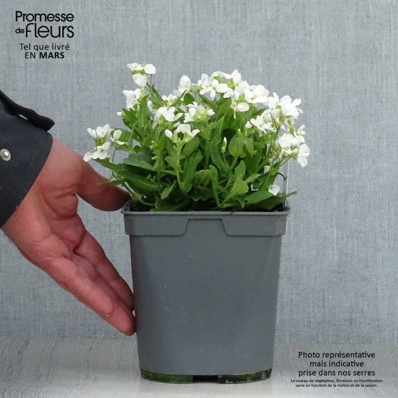 Spécimen de Arabis caucasica Alabaster Pot de 2L/3L tel que livré au printemps