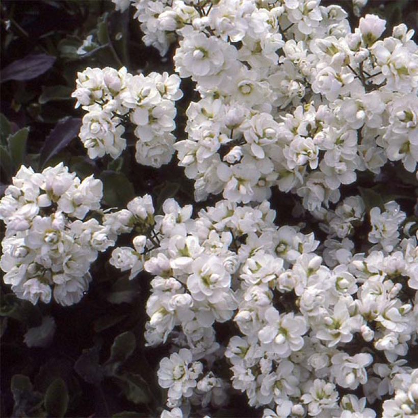 Arabis caucasica Plena - Corbeille d'argent (Floraison)