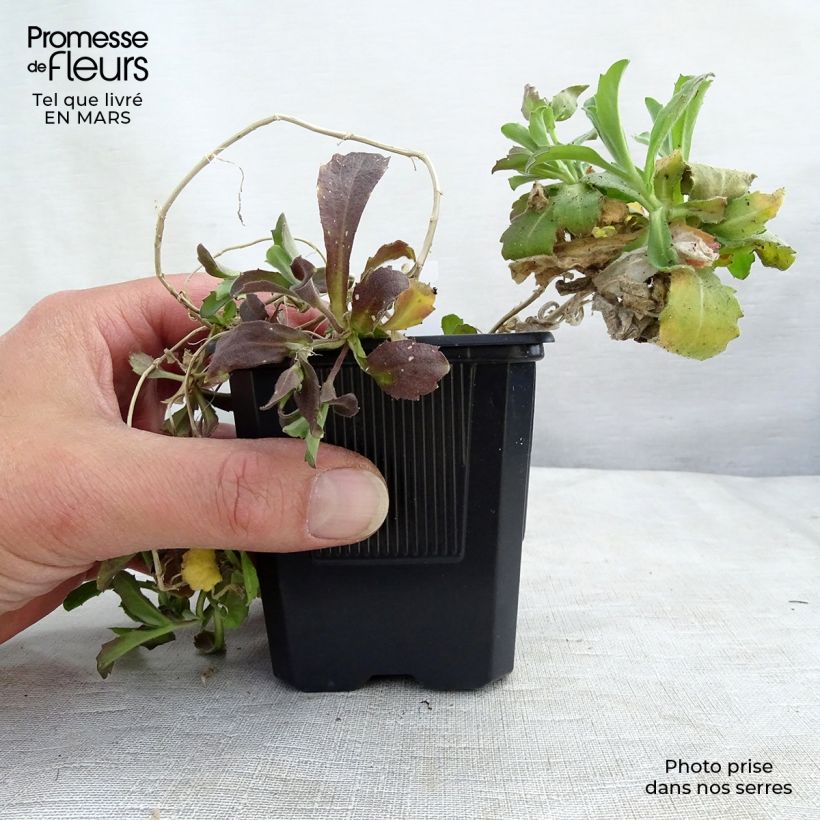 Spécimen de Arabis caucasica Plena - Corbeille d'argent Godet de 7/8 cm tel que livré au printemps
