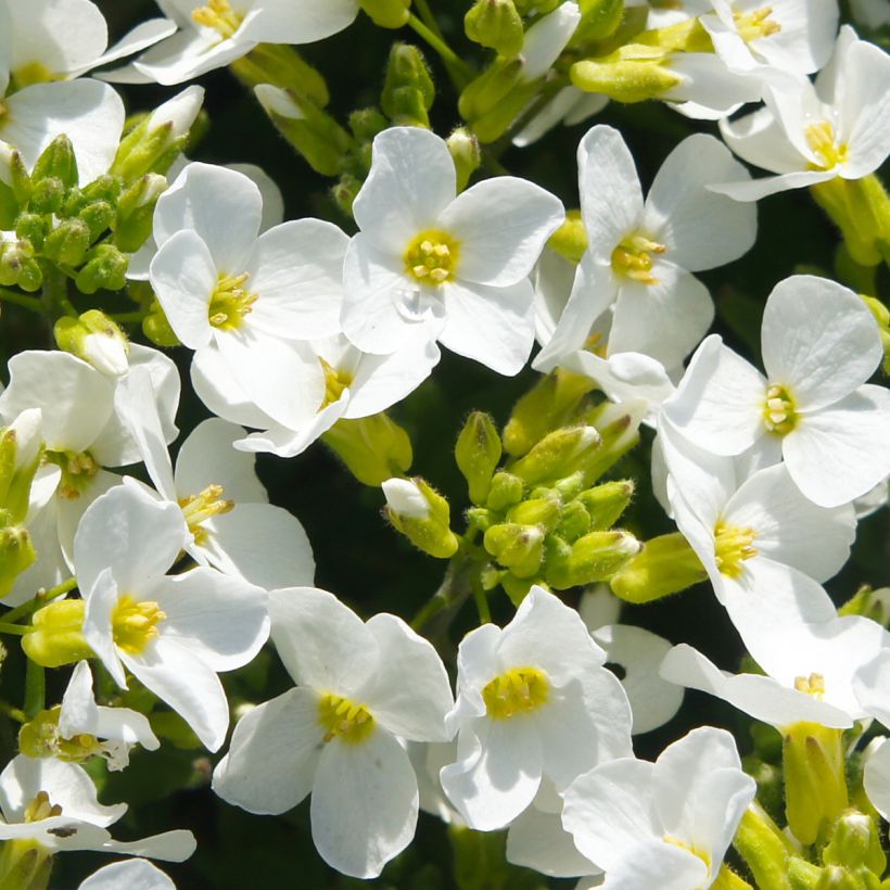 Arabis caucasica Snowball - Corbeille d'argent (Floraison)