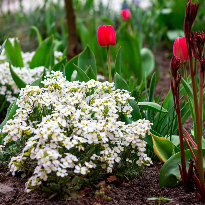 Arabis caucasica Snowball - Corbeille d'argent (Port)