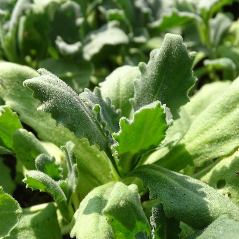 Arabis caucasica Snowball - Corbeille d'argent (Feuillage)