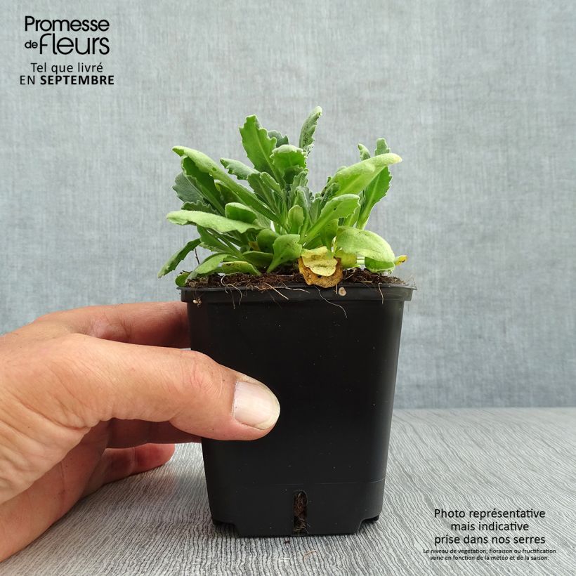 Spécimen de Arabis caucasica Snowball - Corbeille d'argent Godet de 8/9 cm tel que livré en automne