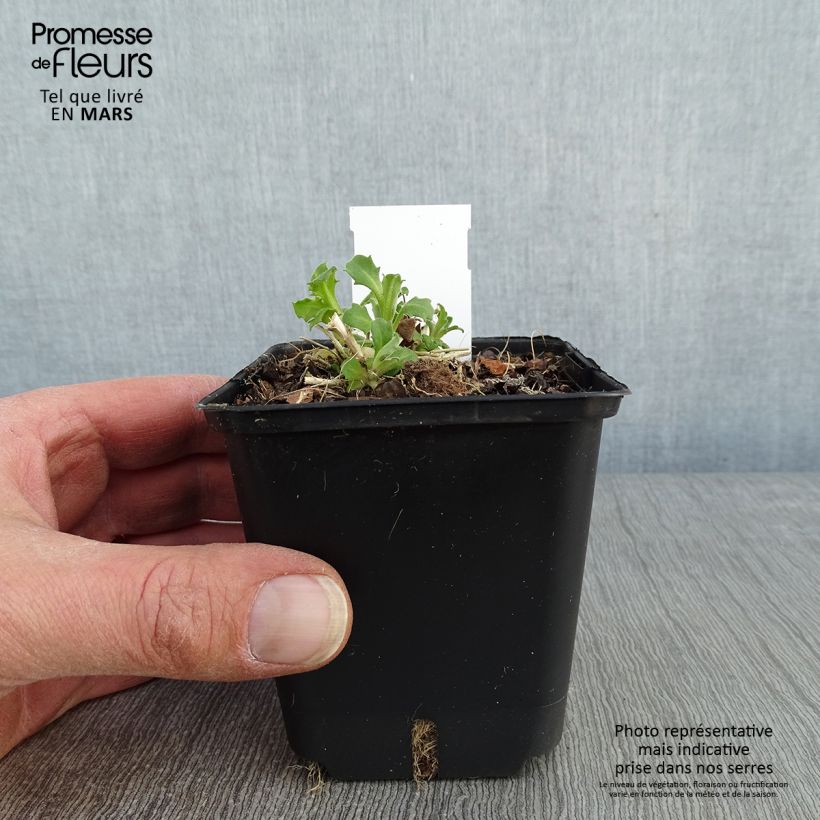 Spécimen de Arabis caucasica Snowball - Corbeille d'argent Godet de 8/9 cm tel que livré en hiver