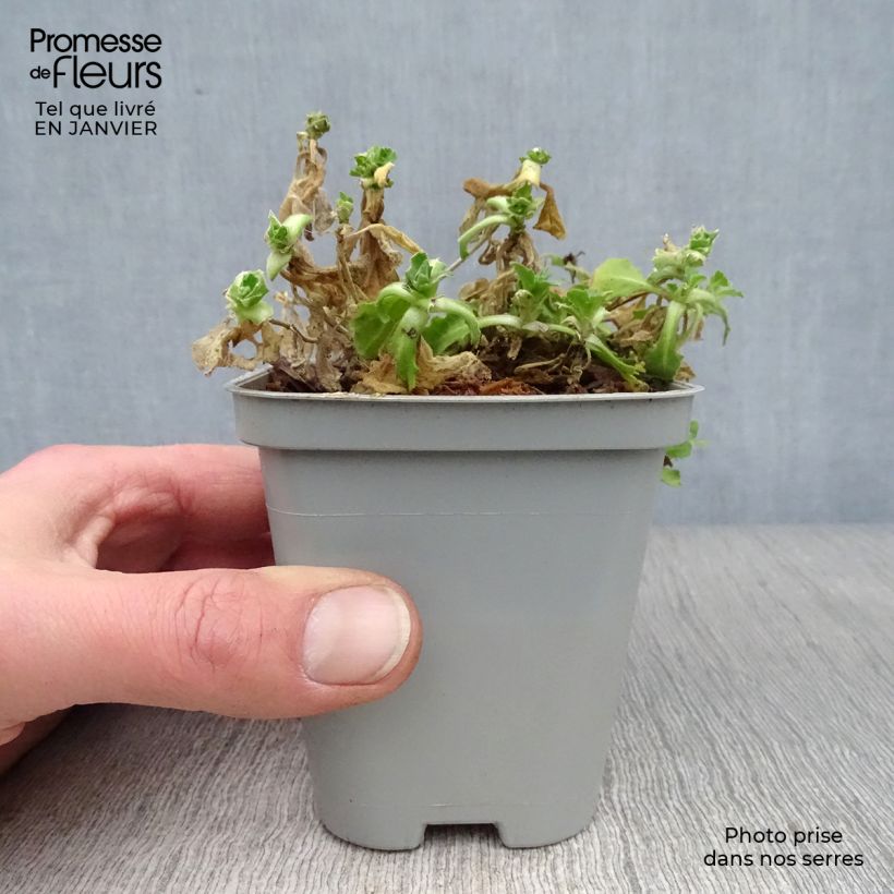 Spécimen de Arabis caucasica Snowcap (Schneehaube) Godet de 8/9 cm tel que livré en hiver