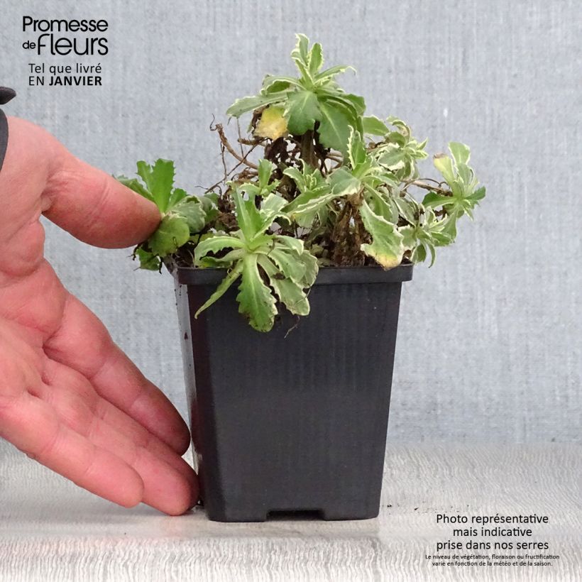 Spécimen de Arabis caucasica Variegata Godet de 8/9 cm tel que livré en hiver