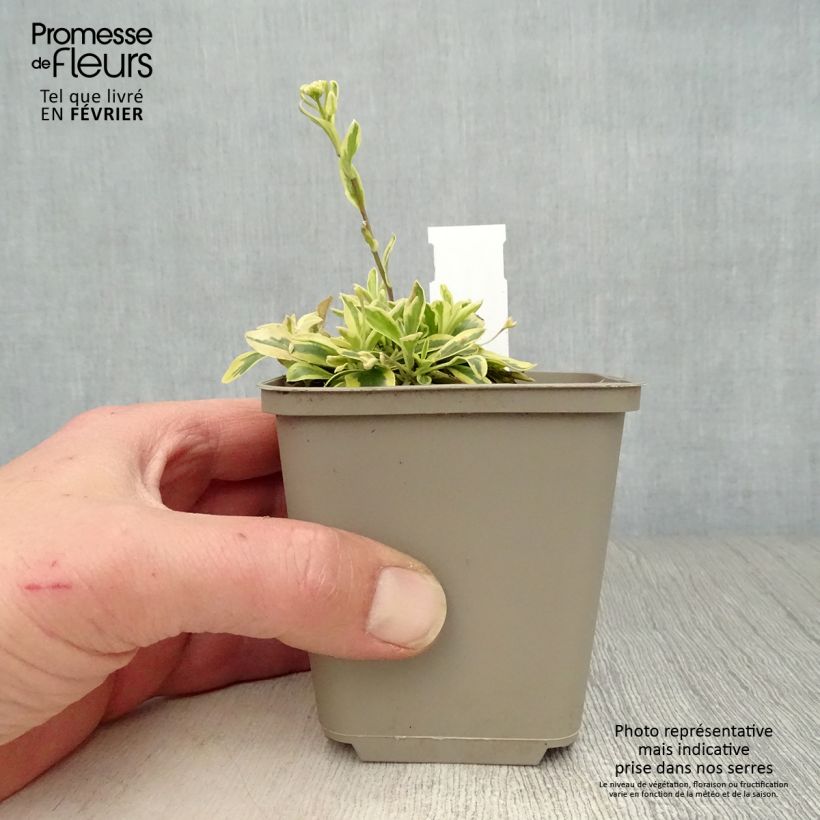 Spécimen de Arabis ferdinandi coburgii Old Gold - Arabette panachée jaune - Corbeille d'argent Godet de 8/9 cm tel que livré en hiver