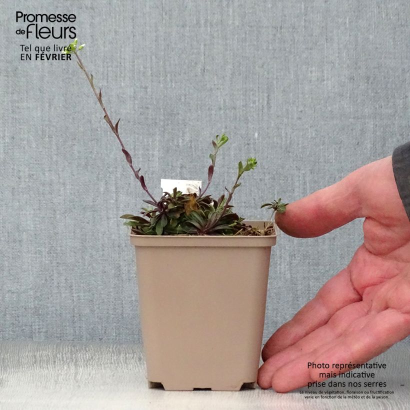 Spécimen de Arabis procurrens Neuschnee - Corbeille d'argent Godet de 8/9 cm tel que livré en hiver