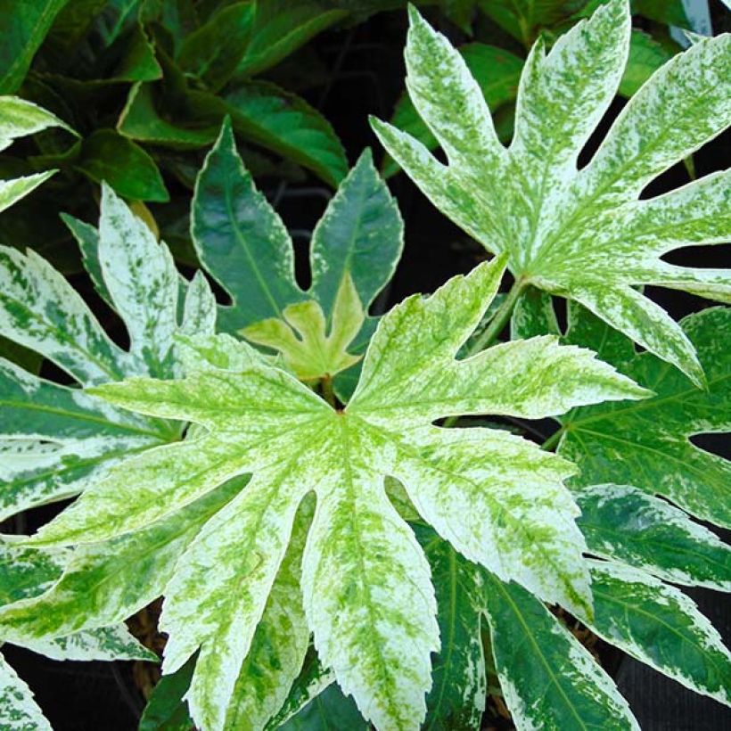 Fatsia japonica Spider's Web (Folhagem)