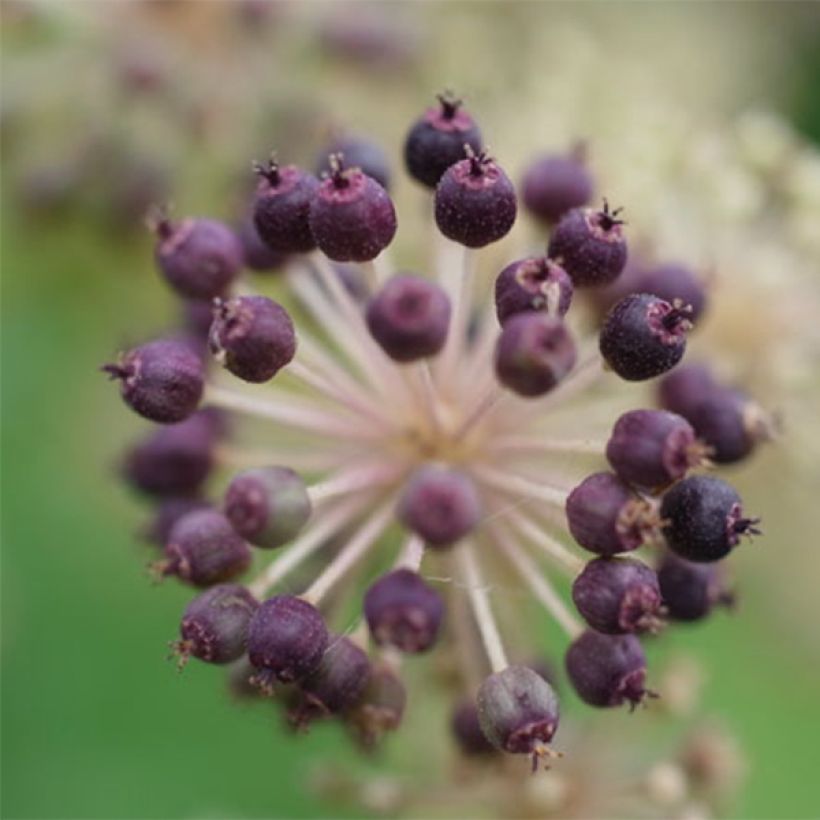 Aralia cordata Sun King - Aralie dorée (Récolte)