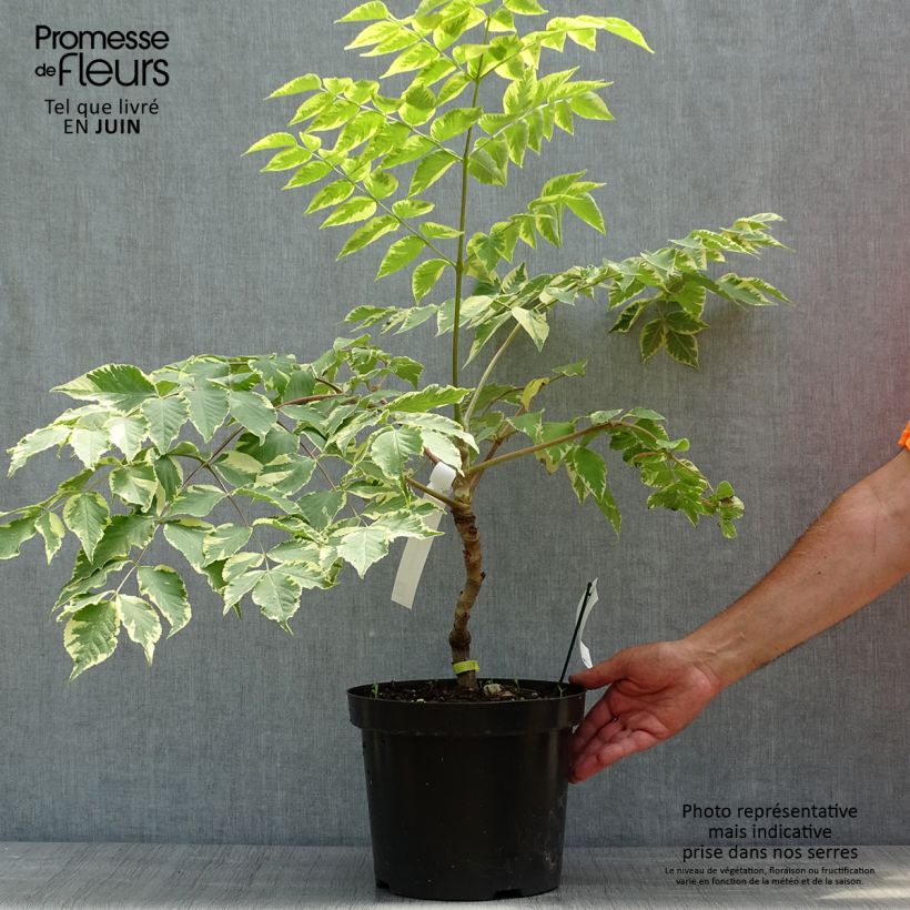 Aralia elata Golden Umbrella 7.5L/10L pot sample as delivered in spring