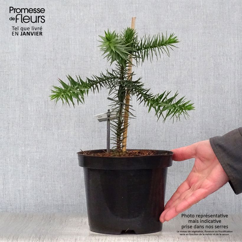 Spécimen de Araucaria araucana (imbricata) - Désespoir des singes Pot de 3L/4L tel que livré en hiver
