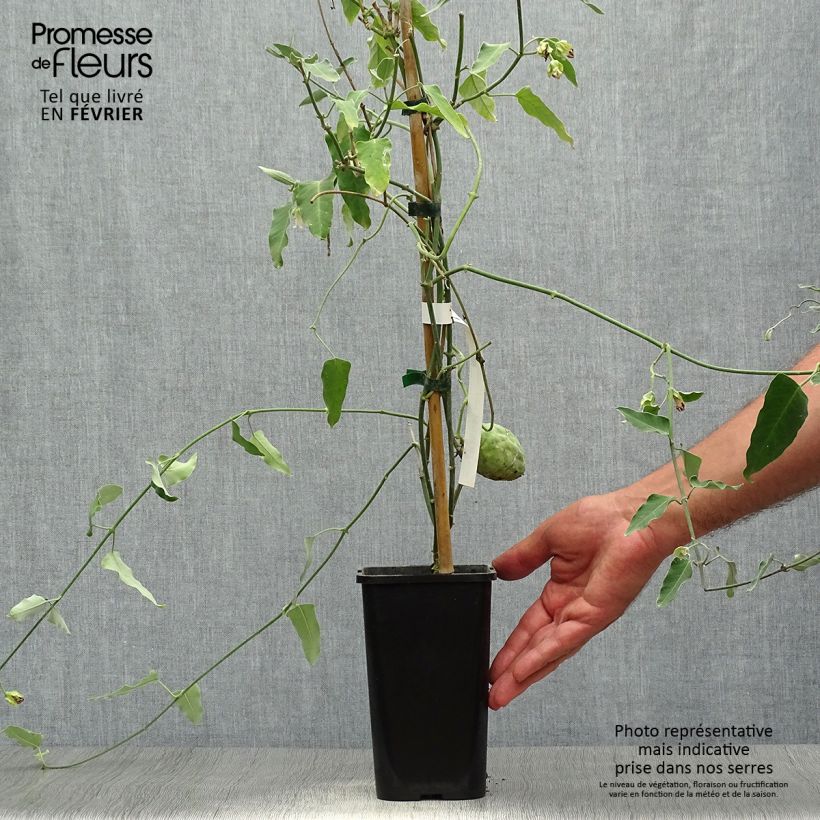 Spécimen de Araujia sericifera Alba - Plante cruelle Pot de 1L/1,5L tel que livré en automne
