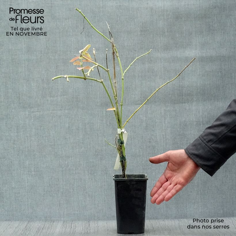 Spécimen de Araujia sericifera Rosea - Plante cruelle Pot de 1,5L/2L tel que livré en automne