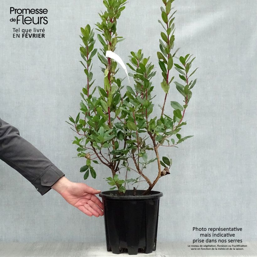 Spécimen de Arbutus unedo - Arbousier Pot de 6L/7L tel que livré en hiver