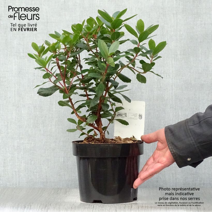 Spécimen de Arbutus unedo - Arbousier Pot de 2L/3L tel que livré en hiver
