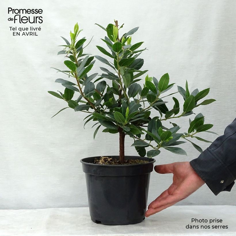 Spécimen de Arbutus unedo Atlantic - Arbousier Pot de 4L/5L, Buisson tel que livré au printemps