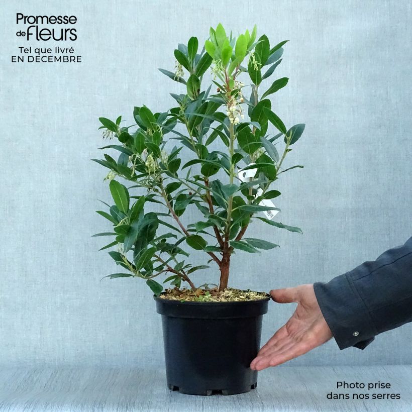 Spécimen de Arbutus unedo Atlantic - Arbousier Pot de 4L/5L, Buisson tel que livré en hiver