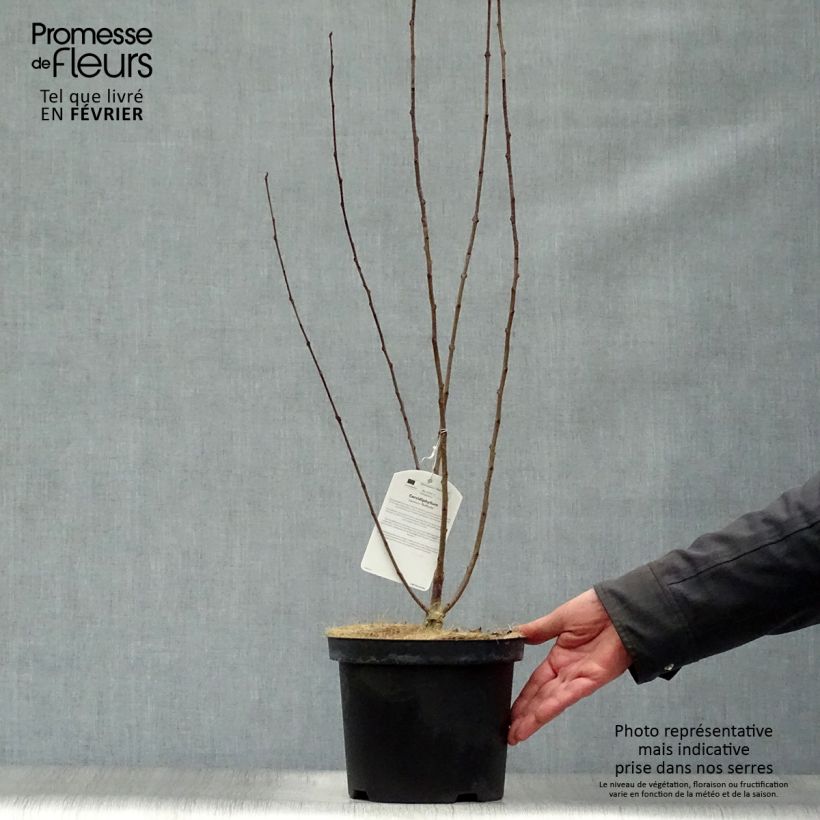 Spécimen de Arbre au caramel - Cercidiphyllum japonicum Rotfuchs Pot de 4L/5L tel que livré en hiver