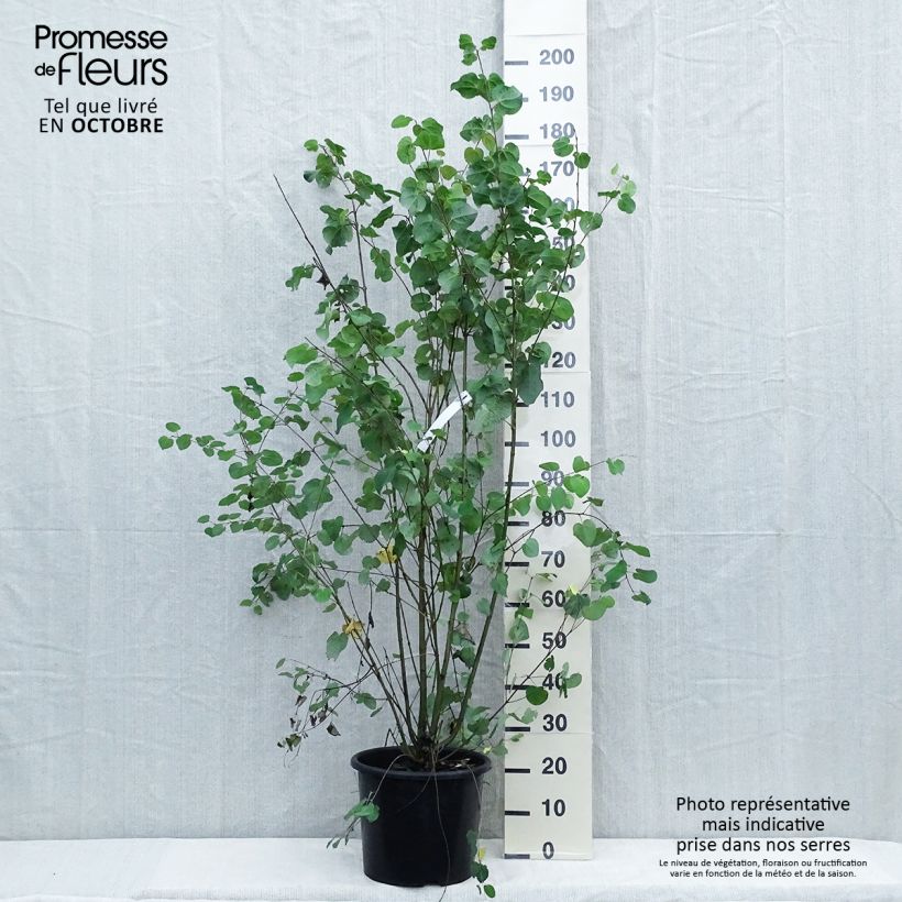 Spécimen de Arbre à caramel - Cercidiphyllum japonicum Pot de 7,5L/10L tel que livré en automne