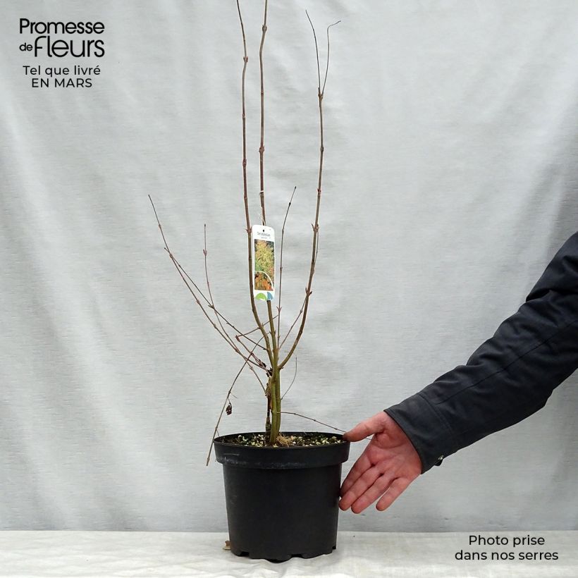 Amostra de Cercidiphyllum japonicum Vaso de 3 L/4 L tal como entregue na primavera