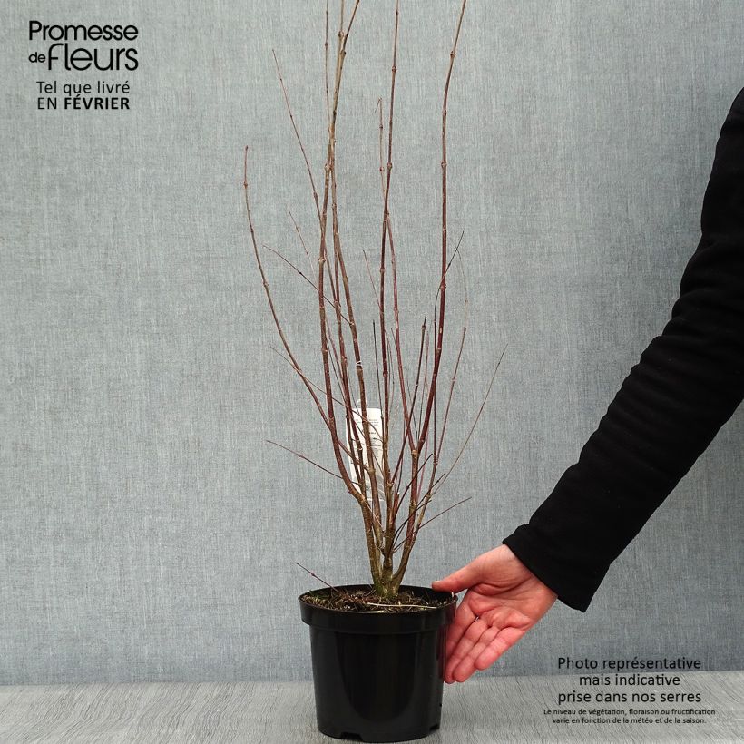 Spécimen de Arbre à caramel - Cercidiphyllum japonicum Pot de 3L/4L tel que livré en hiver