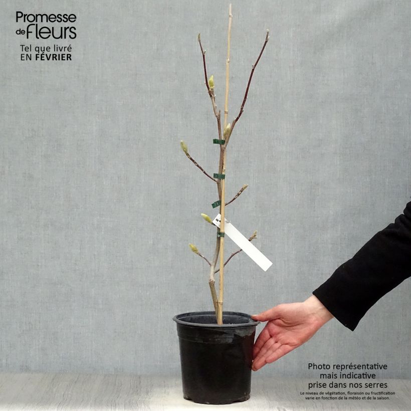 Spécimen de Magnolia acuminata Butterfly - Arbre à cornichons Pot de 4L/5L tel que livré en hiver