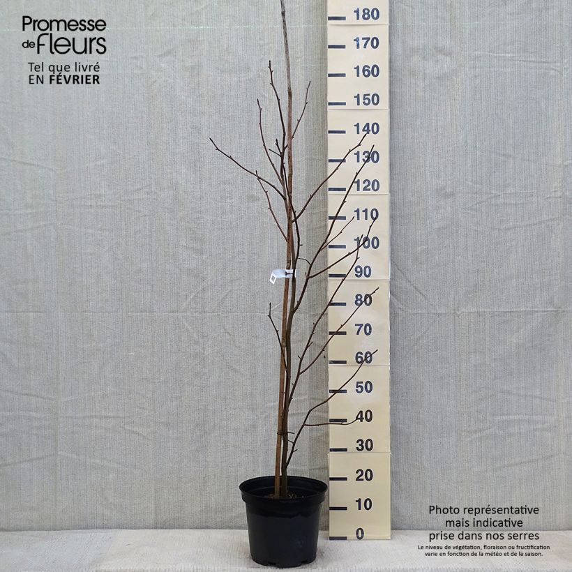 Spécimen de Arbre à mouchoir - Davidia involucrata Pot de 7,5L/10L tel que livré en hiver