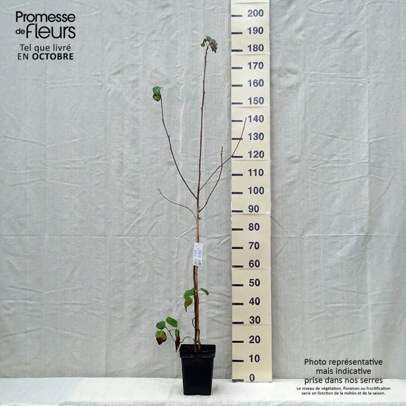 Spécimen de Arbre à mouchoir - Davidia involucrata Pot de 4L/5L tel que livré en automne
