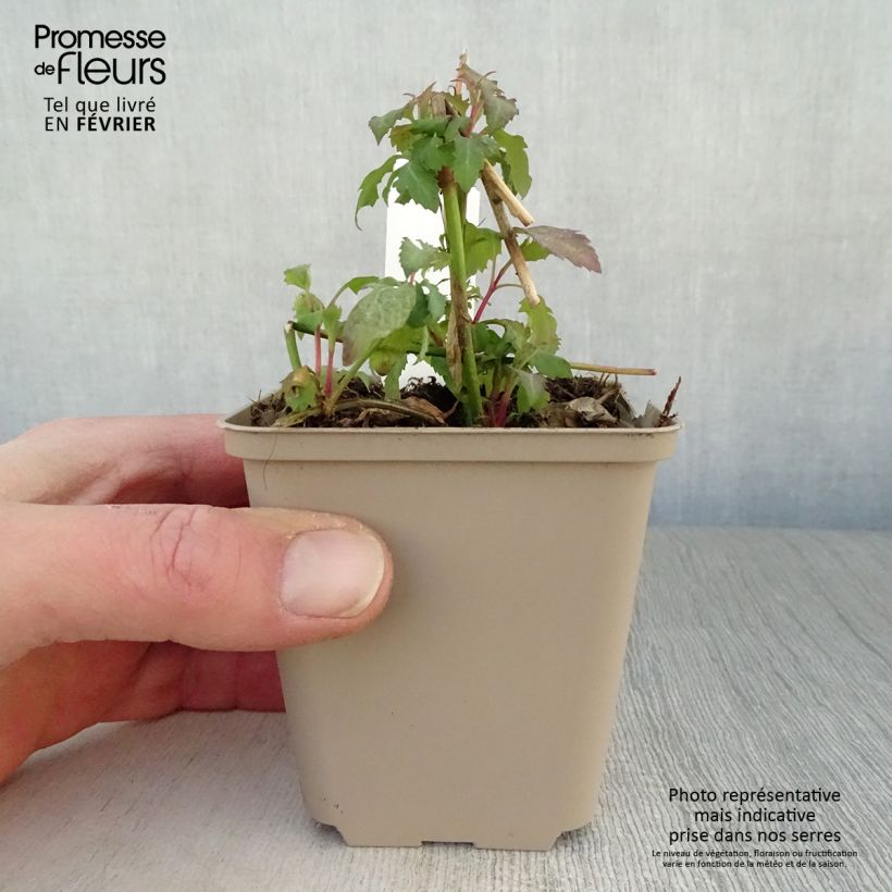 Spécimen de Arbre aux faisans - Leycesteria formosa Godet de 8/9 cm tel que livré en hiver