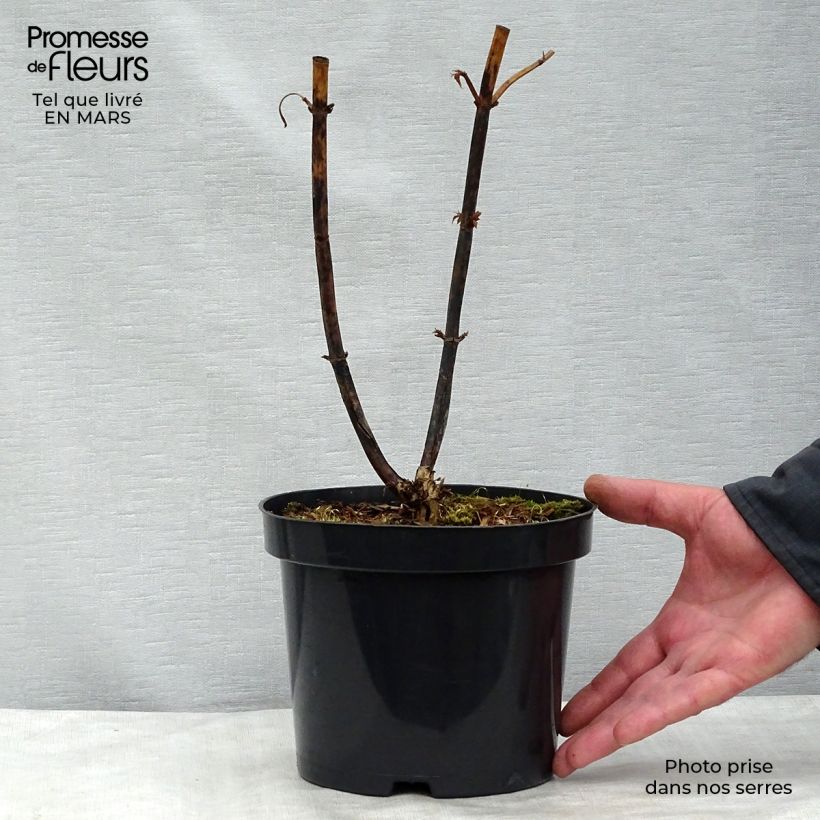 Spécimen de Arbre aux faisans - Leycesteria formosa Pot de 2L/3L tel que livré en hiver