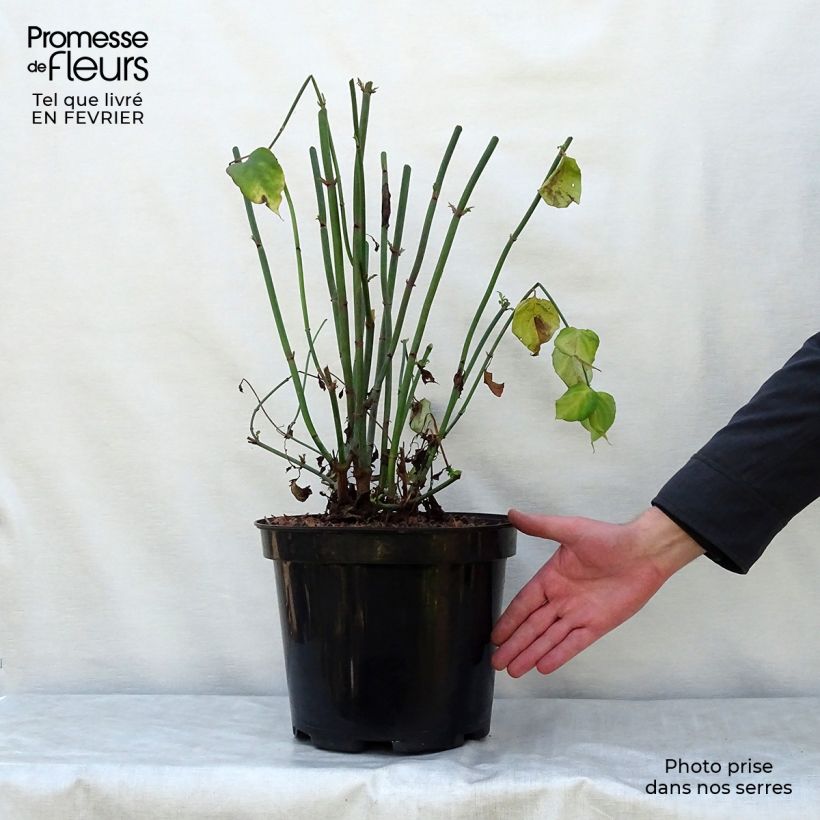 Spécimen de Arbre aux faisans - Leycesteria formosa Pot de 7,5L/10L tel que livré en hiver