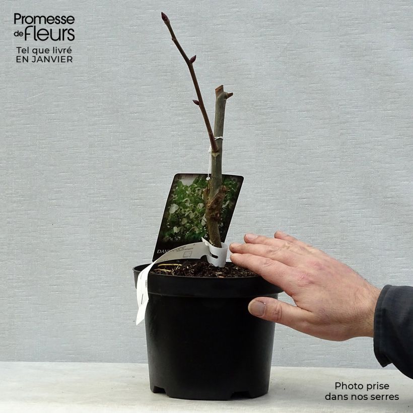 Spécimen de Arbre aux mouchoirs - Davidia involucrata Sonoma Pot de 3L/4L tel que livré en hiver