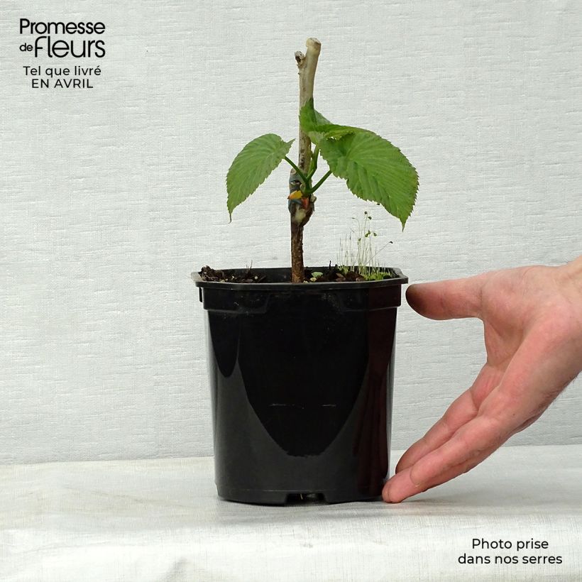 Spécimen de Arbre aux mouchoirs - Davidia involucrata Sonoma Pot de 3L/4L tel que livré au printemps