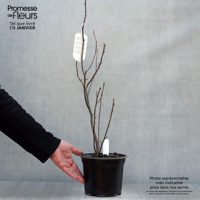 Spécimen de Arbre à mouchoir - Davidia involucrata Pot de 4L/5L tel que livré en hiver