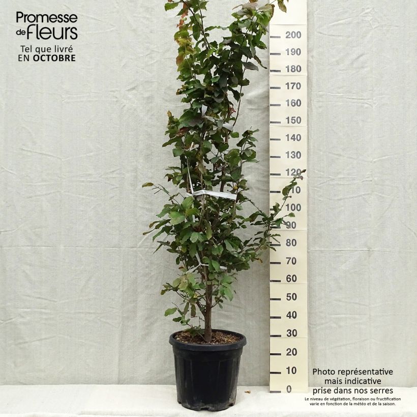 Spécimen de Arbre de fer - Parrotia persica Pot de 30L/35L tel que livré en automne
