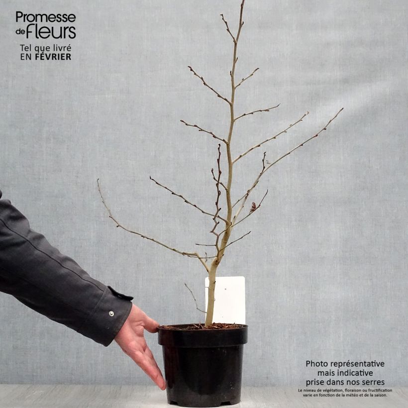 Spécimen de Arbre de fer - Parrotia persica Pot de 3L/4L tel que livré en hiver