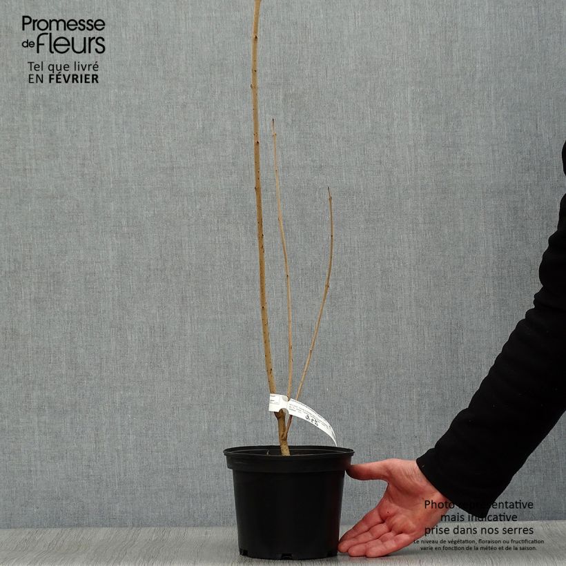 Spécimen de Arbre du clergé Fargesii - Clerodendrum trichotomum Fargesii Pot de 3L/4L tel que livré en hiver