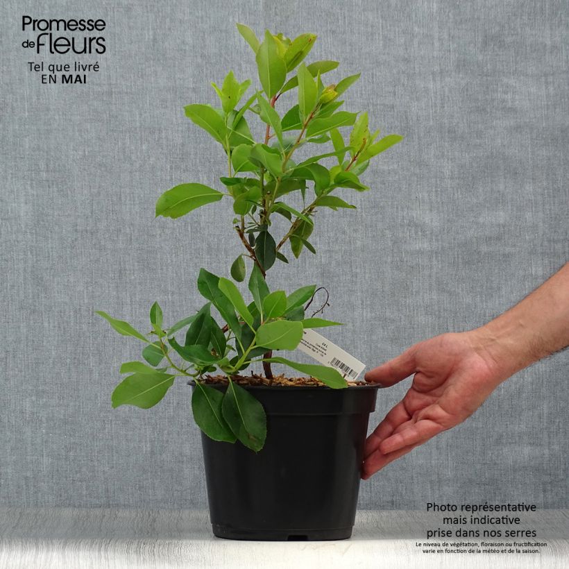 Spécimen de Arbutus andrachne - Arbousier de Chypre Pot de 4L/5L tel que livré au printemps