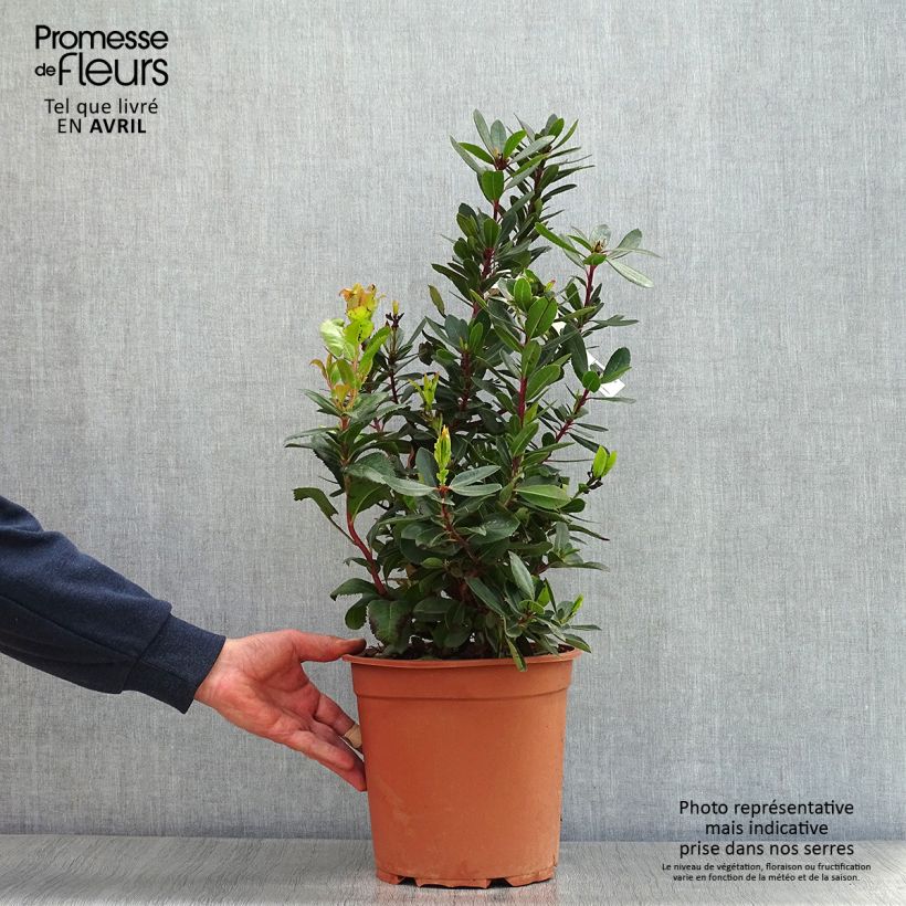 Spécimen de Arbutus unedo - Arbousier Pot de 6L/7L tel que livré au printemps