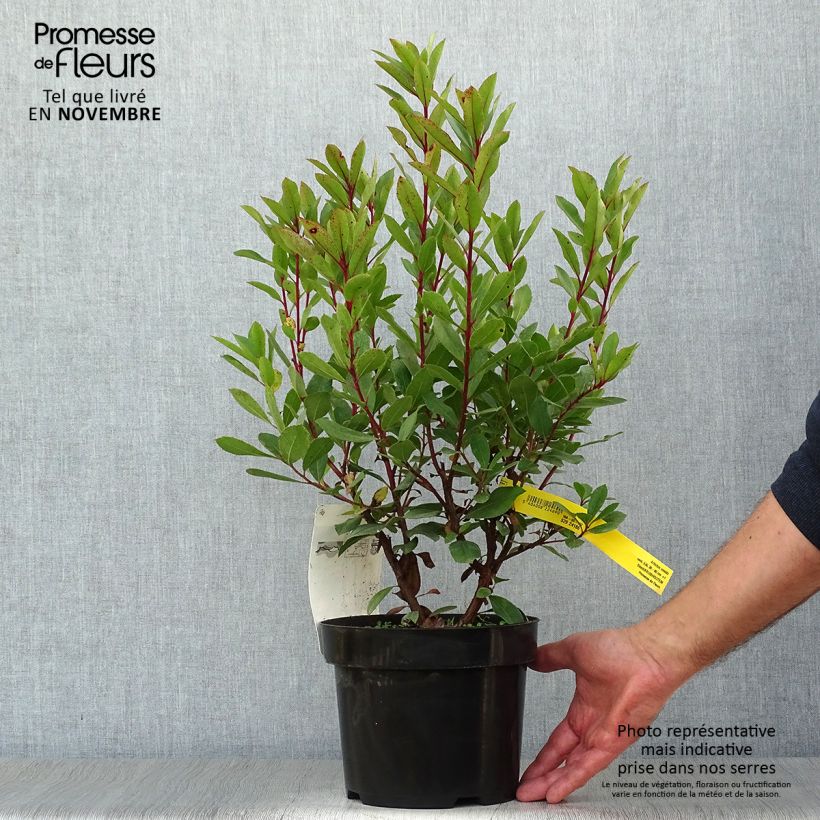 Spécimen de Arbutus unedo - Arbousier Pot de 2L/3L tel que livré en automne