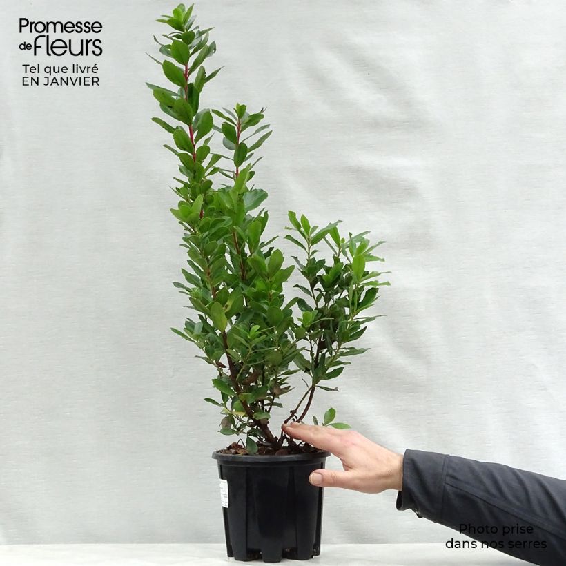 Spécimen de Arbutus unedo Compacta - Arbousier Pot de 2L/3L tel que livré en hiver