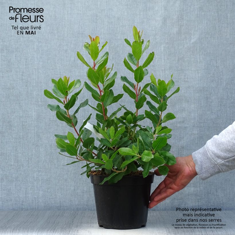Spécimen de Arbutus unedo Roselily - Arbousier Pot de 3L/4L tel que livré au printemps